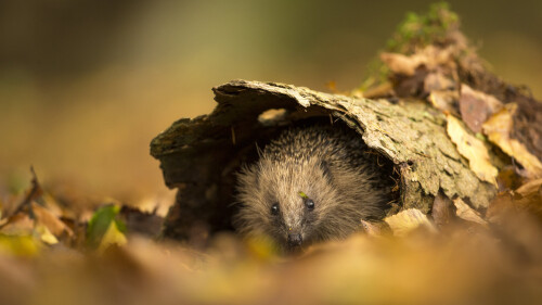 AutumnHedgehog