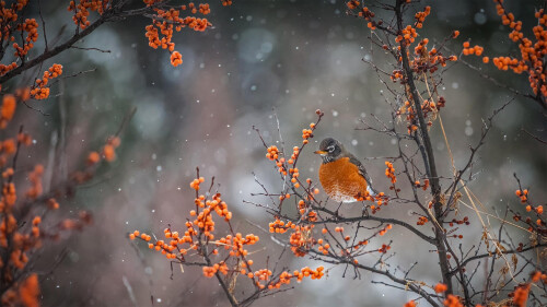AmericanRobin