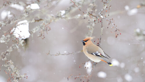 BohemianWaxwing 1920x1080