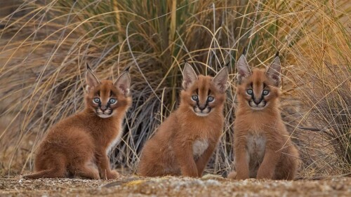 Caracal 1920x1080