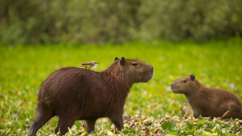 CapybaraEducation