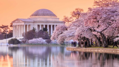 CherryBlossomsDC
