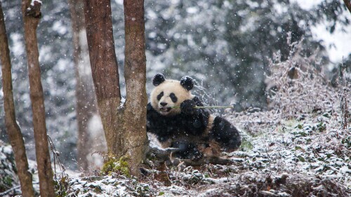 ChengduPanda