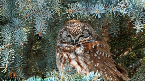 BorealOwl