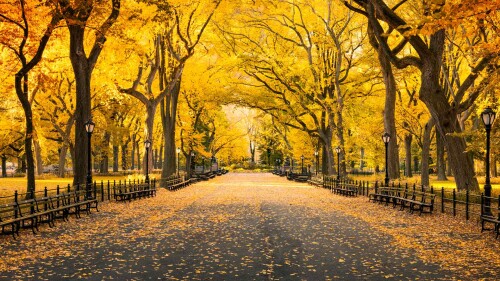 CentralParkAutumn