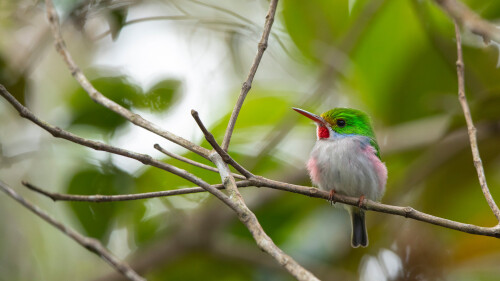 CubanTody