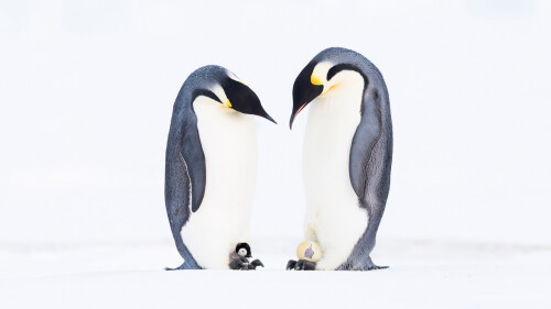 EmperorPenguinFatherDay