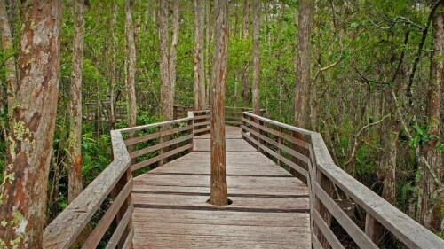 CorkscrewSwamp