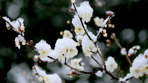 Rissyun2022 1920x1080