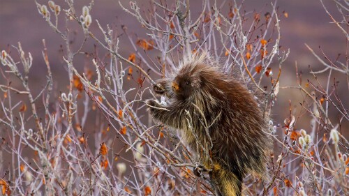 PorcupineWillow