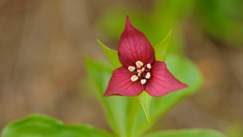 RedTrillium 1920x1080