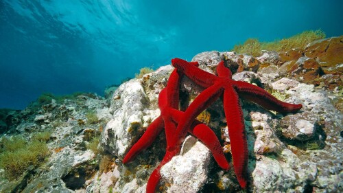 RedSeaStars
