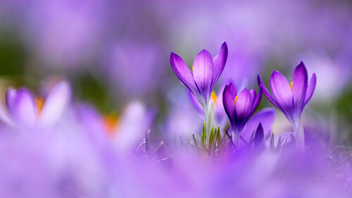 PurpleCrocus