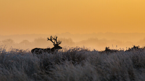 RichmondDeer 1920x1080