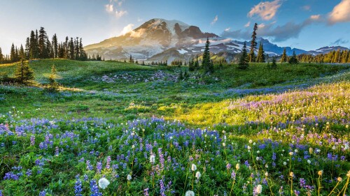 RainierWildflowers