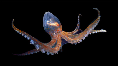 GlassOctopus
