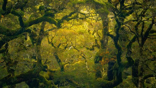 FiordlandRainforest