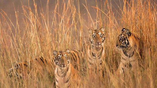 FourTigresses