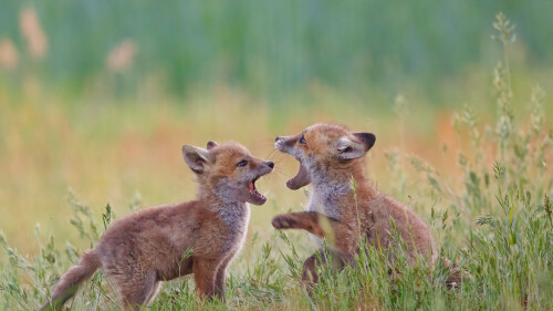 FoxCubs