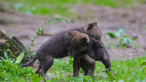 GrayWolfPups