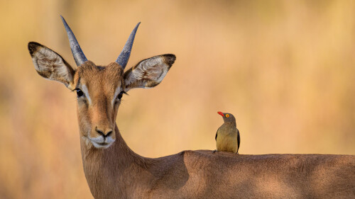 ImpalaOxpecker