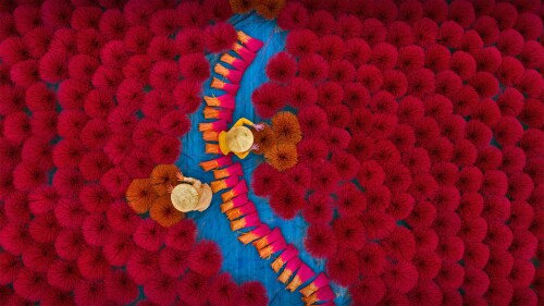 IncenseFieldVietnam 1920x1080