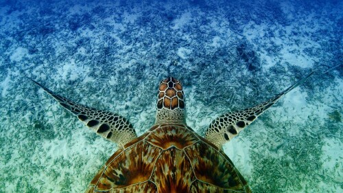 HawksbillTurtle