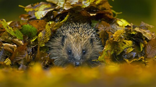 HedgehogNest