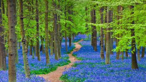 HertfordshireBluebells 1920x1080