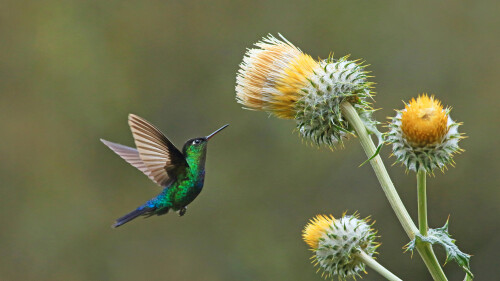 HummingThistle
