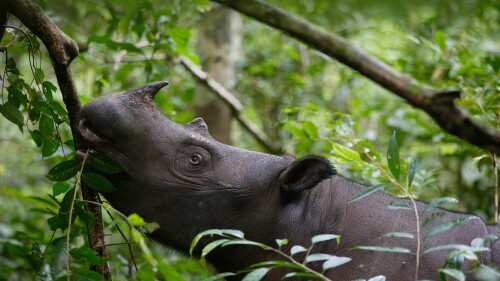 SumatranRhino