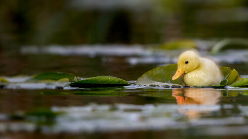 LittleDuckling