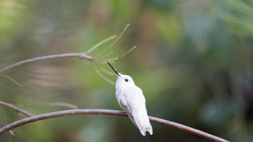 LeucisticHummingbird
