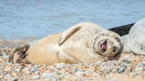 LaughingSeal 1920x1080