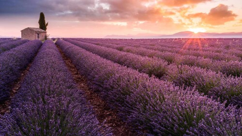 LavenderFrance