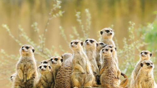 MeerkatManor