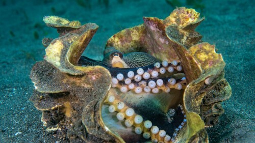 OctoClam
